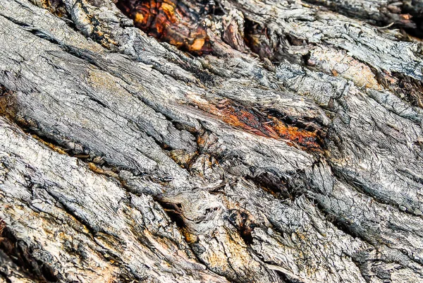 Текстура След Времени Дереве — стоковое фото