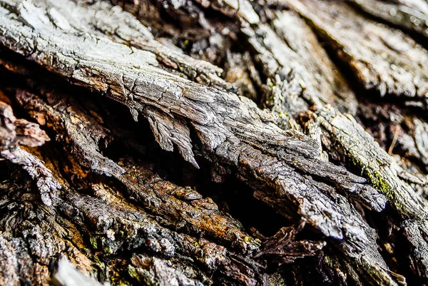 Struktur Spår Tid Trä — Stockfoto