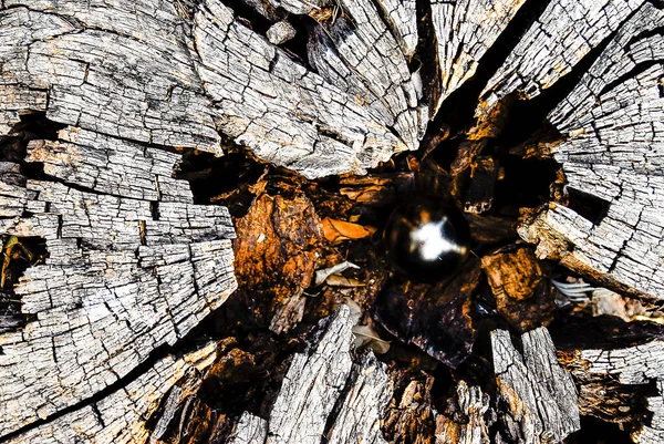 Текстура Сліди Часу Дереві — стокове фото