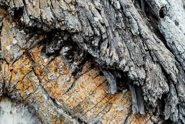 Struktur Spår Tid Trä — Stockfoto