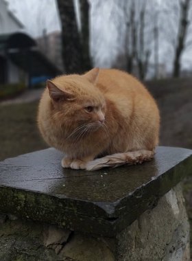 Kırmızı kedi oturuyor; tatlı kedi yağmurda donuyor; yalnız kedi; sokakta evsiz hayvanlar;