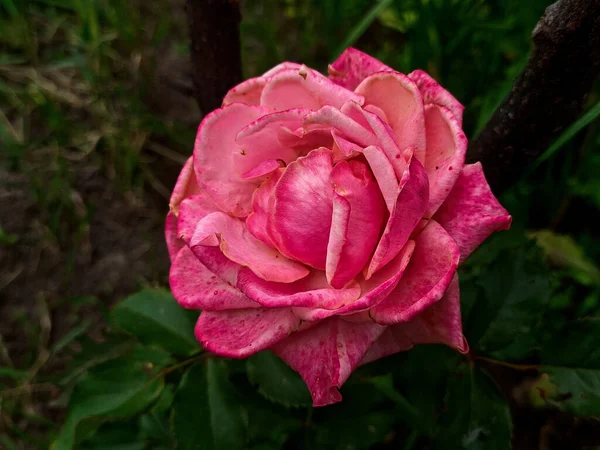 Różowa Róża Ogrodzie Wiosenny Kwiat Różowa Róża — Zdjęcie stockowe