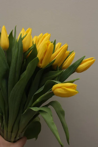 Bouquet of tulips.  Tulips as a gift.  Plants, flowers, botany. 