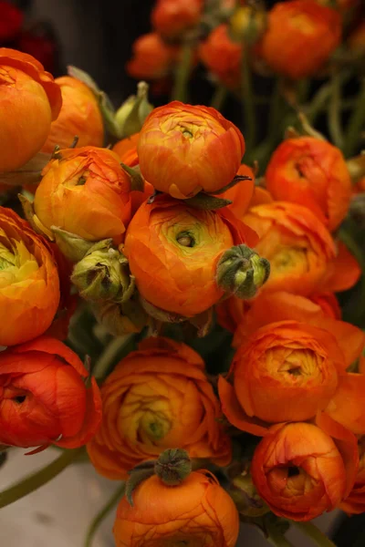 A bouquet of orange ranunculus.  Spring flowers.  Plants, botany