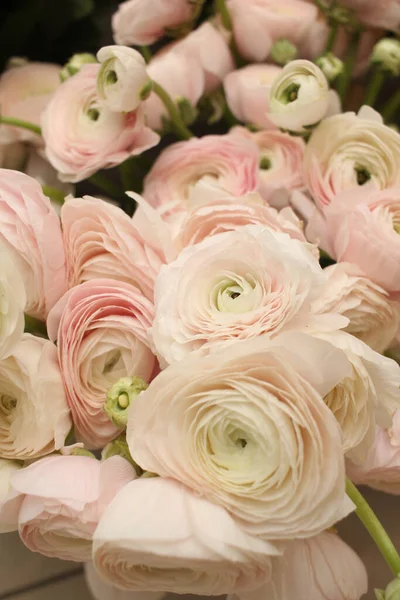 A bouquet of pink ranunculus.  Spring flowers.  Plants, botany.B