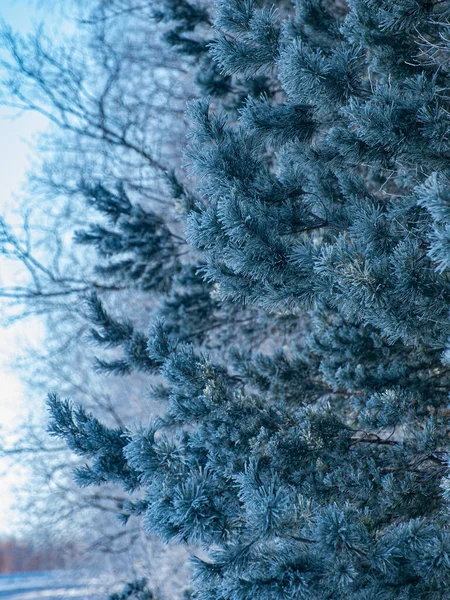 Spruce branch in winter.  Frost on a branch.  Pine tree, fir tree 