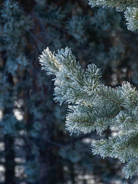 Spruce Branch Winter Frost Branch Pine Tree — Zdjęcie stockowe