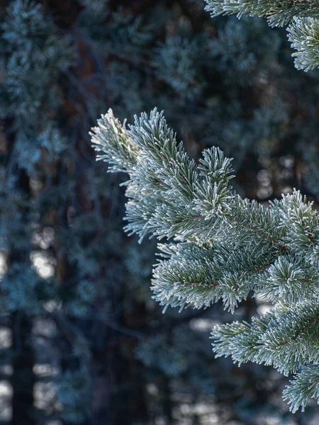 Spruce branch in winter.  Frost on a branch.  Pine tree.