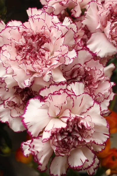 Pink terry dianthus.  Carnation flowers.  Cutting bouquet.  