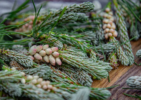 Juniper cones in the cut.  Collected buds.  Cones for jam and tea
