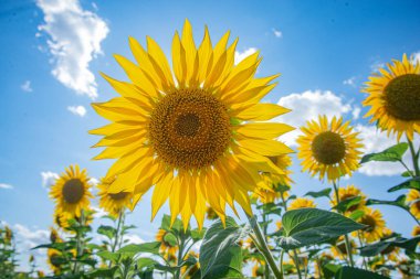 Sunflowers field against blue sky