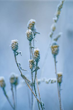 Dried flowers are covered with frost. Flowers in winter. 