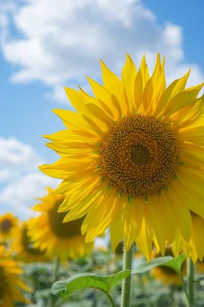 Sunflowers field against blue sky