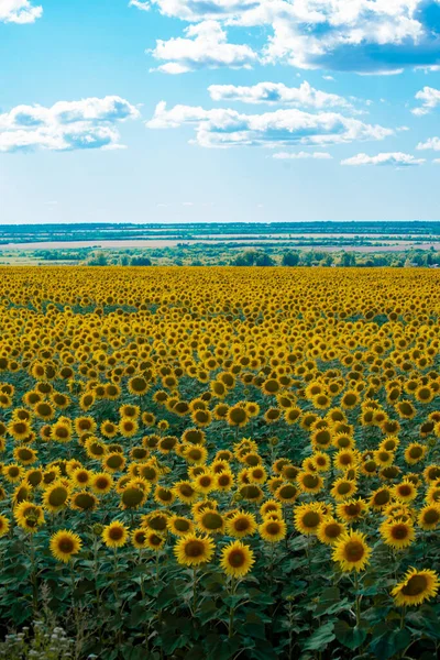Sunflowers field against blue sky