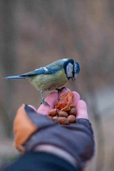 The titmouse sits in the palm of your hand.  Bird in the park, in the forest 