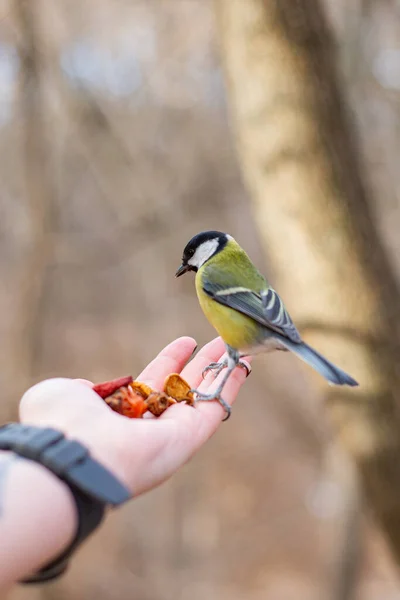 The titmouse sits in the palm of your hand.  Bird in the park, in the forest 
