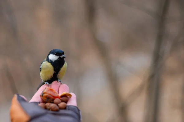 The titmouse sits in the palm of your hand.  Bird in the park, in the forest