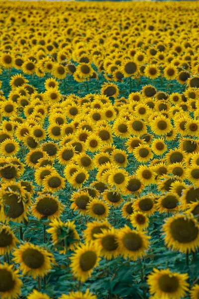 Sunflowers field against blue sky