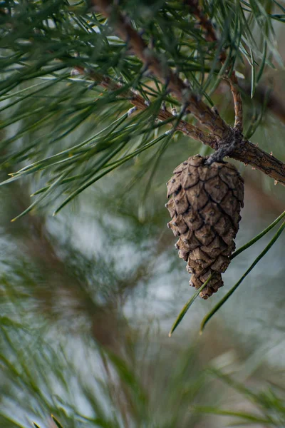 Pine Cone Hangs Branch Pine Cone Hangs Pine Tree — Stok fotoğraf