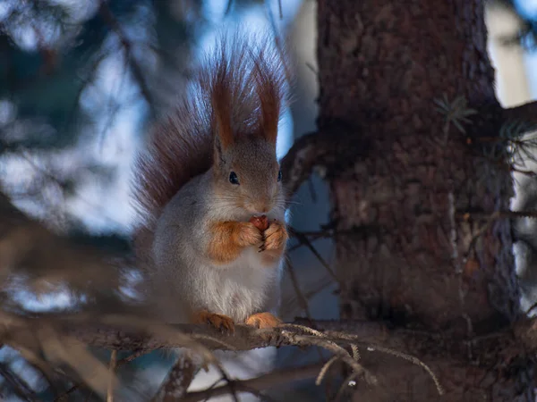 The squirrel is sitting on a tree.  Squirrel eating a nut