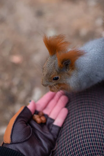 The squirrel is sitting on a tree.  Squirrel eating a nut