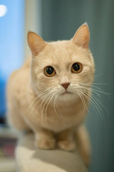 Ginger tom cat close up portrait  - Domestic Animals & Pets