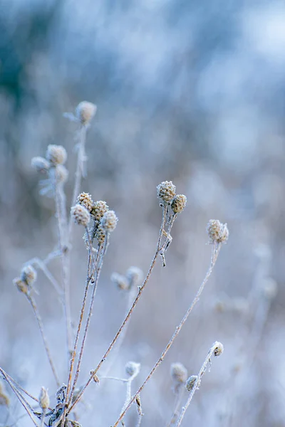 Dried flowers are covered with frost. Flowers in winter.