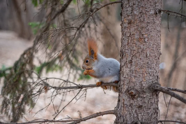 The squirrel is sitting on a tree.  Squirrel eating a nut