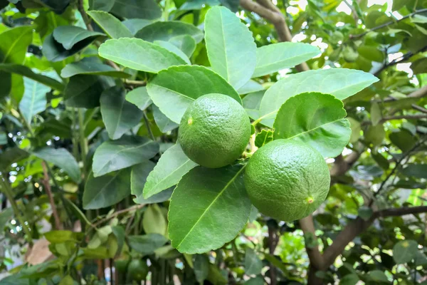 Limoni Gemelli Freschi Sull Albero — Foto Stock