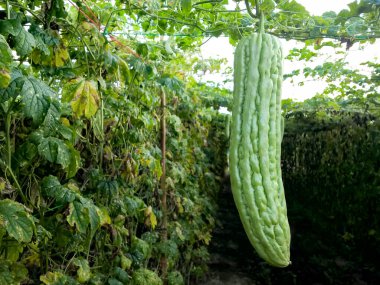 Tarlada yetişen karpuz