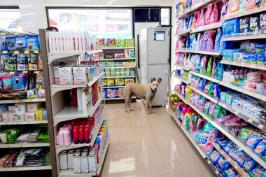Bangkok, Tayland - 14 Ekim 2015: Köpek bakkalda şüpheli bir şekilde durdu.