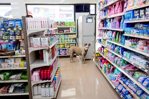 Bangkok Thailandia Ottobre 2015 Cane Fermato Guardare Sospettosamente Nel Minimarket Immagine Stock