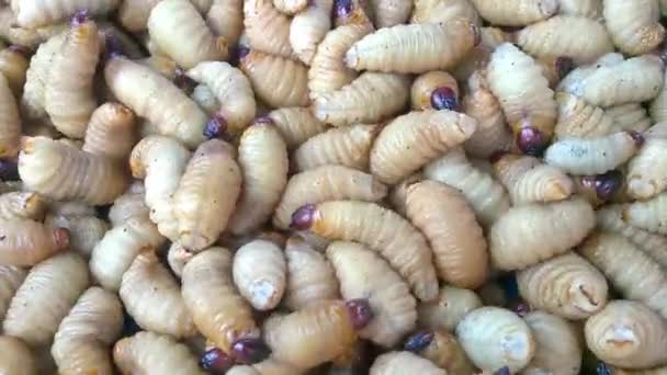 Kokoswormen Zijn Alternatieve Voeding Het Voedsel Van Toekomst Rijk Aan — Stockvideo