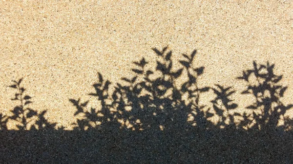 Shadow Bush Rocky Ground — Stock Photo, Image