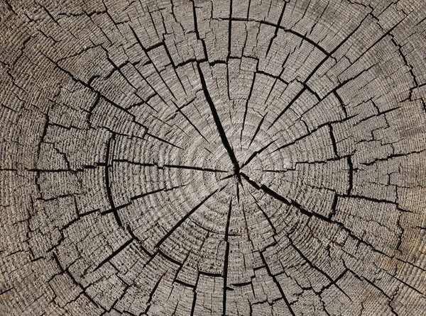 Закрыть Серый Фон Текстуры Старого Выветривания Ствола Дерева Поперечное Сечение — стоковое фото