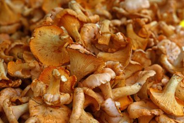 Perakende gösteriminde sarı chanterelle yenilebilir mantarlarını (Cantharellus cibarius) kapatın, yüksek açı görünümü