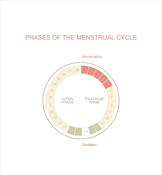 Tableau Cycle Menstruel Les Quatre Phases Principales Illustration Vectorielle Infographie Vecteur En Vente