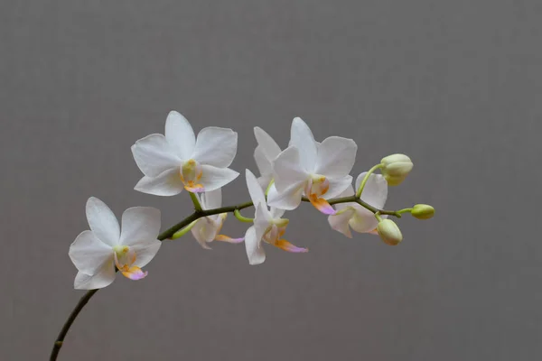 Tarafsız bir arkaplanda phalaenopsis Hatuyuki orkidesi