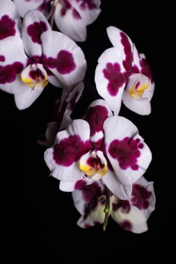 Siyah arkaplanda phalaenopsis melez orkidesi görüldü