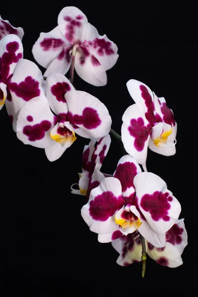 Siyah arkaplanda phalaenopsis melez orkidesi görüldü