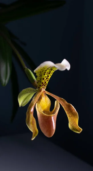 Paphiopedilum Nitens Zapatilla Orquídea Sobre Fondo Neutro — Foto de Stock
