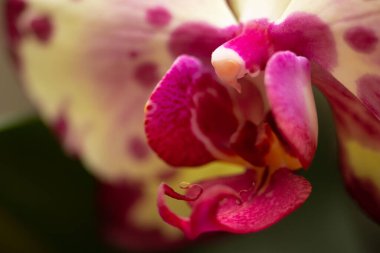 Phalaenopsis Miki Taç Makro Çiçek Orkidesi