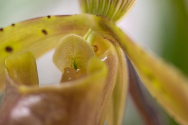 Paphiopedilum tonsum bayan terlik orkide makro çiçek