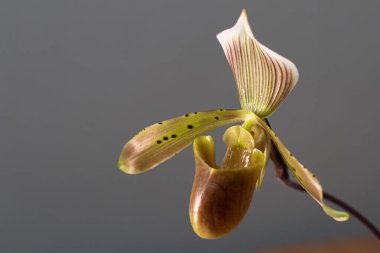 Tarafsız bir arkaplanda Paphiopedilum tonsum bayan terlik orkidesi