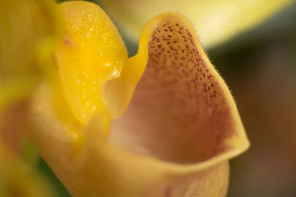 Bayan terlik orkidesi paphiopedilum melez makro çiçek.