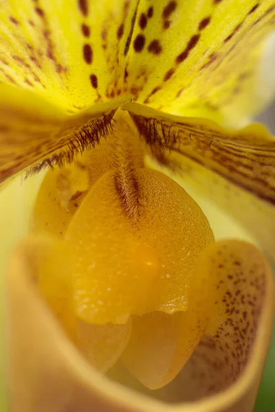 Lady Slipper Orchid Paphiopedilum Hybrid Macro Flower — Stock Photo, Image