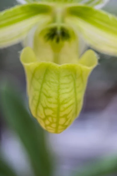 Paphiopedilum Wardii Alba Species Lady Slipper Orchid Macro Flower Yellow — Stock Photo, Image