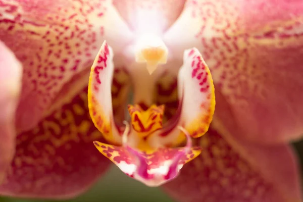 Phalaenopsis Leco Fantastik Melez Orkide Makro Çiçek — Stok fotoğraf