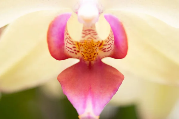 Phalaenopsis Híbrido Macro Flor Orquídea —  Fotos de Stock