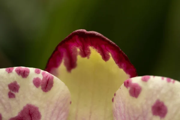 Phalaenopsis Miki Crown Macro Fleur Orchidée Hybride — Photo